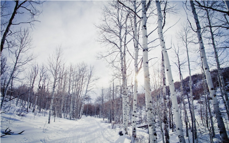 西伯利亞白樺茸為什么優(yōu)于長白山白樺茸? 西伯利亞白樺茸為什么優(yōu)于長白山白樺茸?