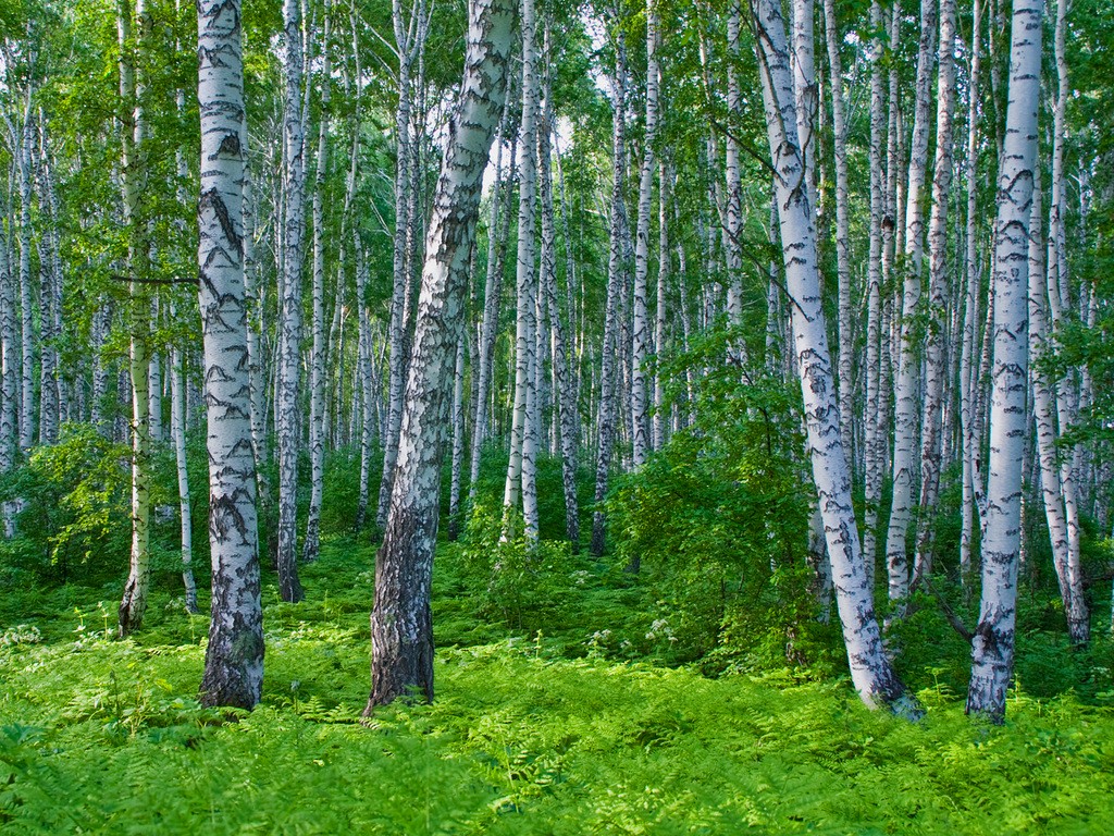 白樺茸:從民間藥方到抗癌明星的傳奇之旅 白樺茸:從民間藥方到抗癌明星的傳奇之旅