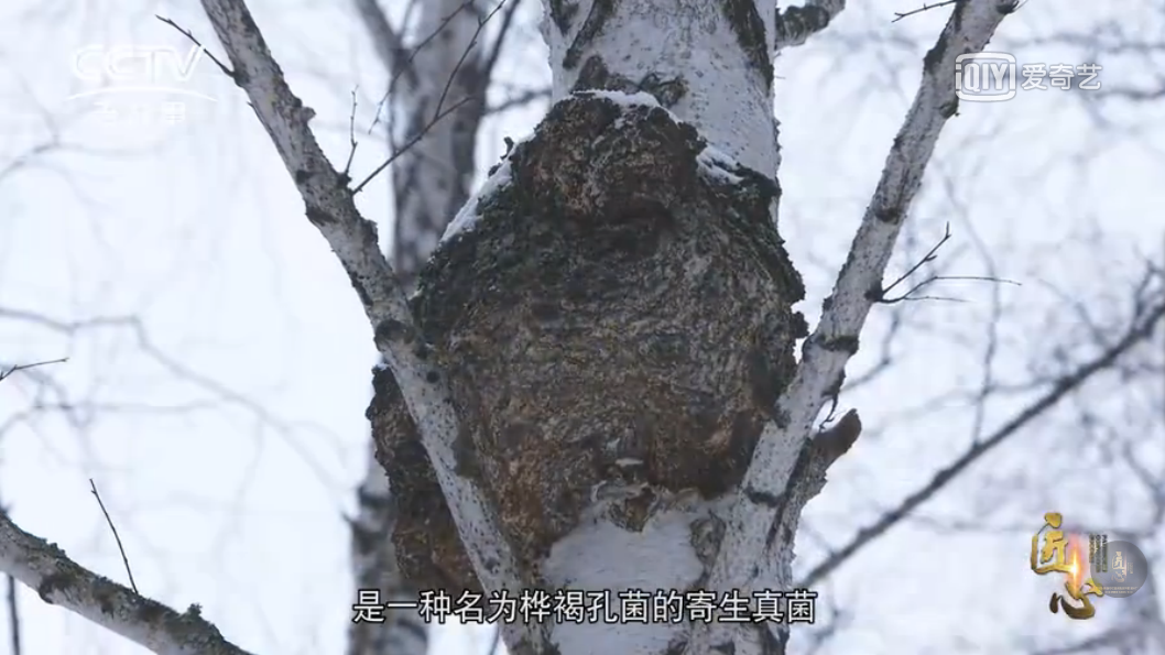 ?從疲憊到活力:白樺茸引領亞健康人群保健新風尚! ?從疲憊到活力:白樺茸引領亞健康人群保健新風尚!