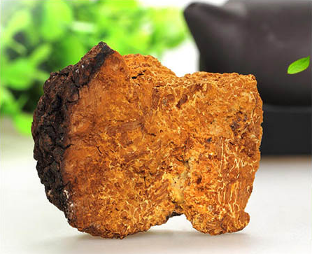 藥用價值揭秘:樺樹茸的主治功能與臨床研究進展 藥用價值揭秘:樺樹茸的主治功能與臨床研究進展