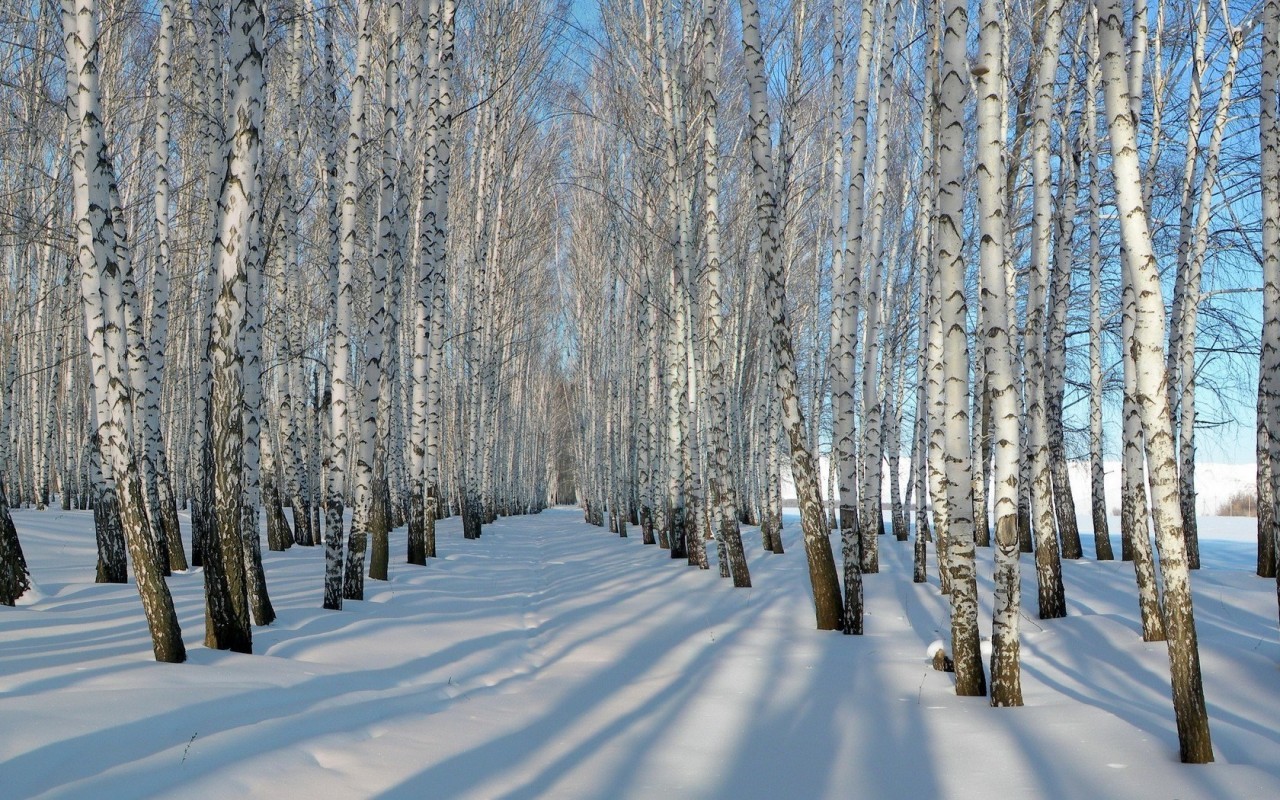 深度科普:樺樹茸的5大健康益處與科學依據 深度科普:樺樹茸的5大健康益處與科學依據