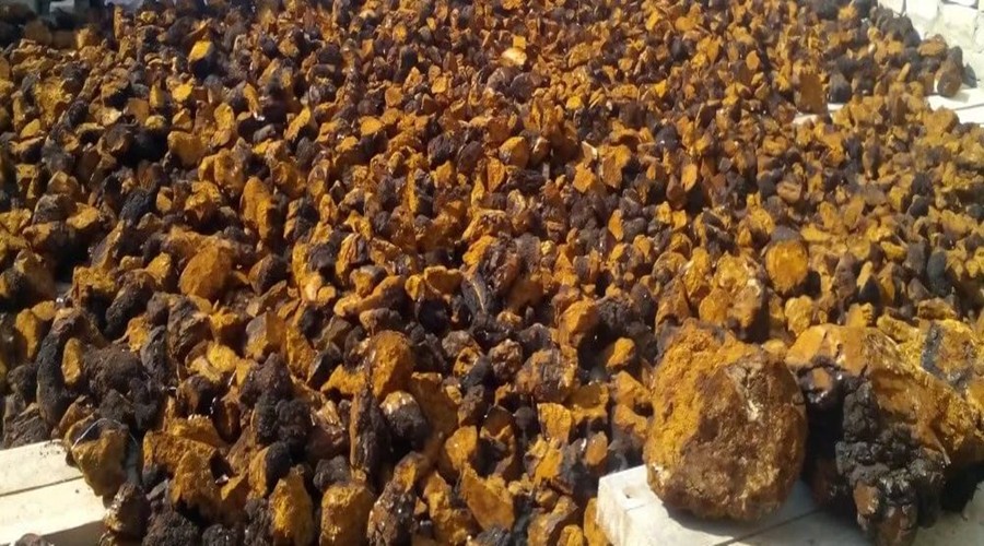 樺樹茸的主治功能包括哪些方面? 樺樹茸的主治功能包括哪些方面?