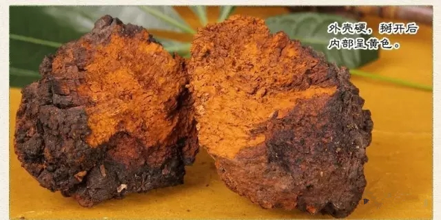 白樺茸：酒精肝克星，天然健康寶藏