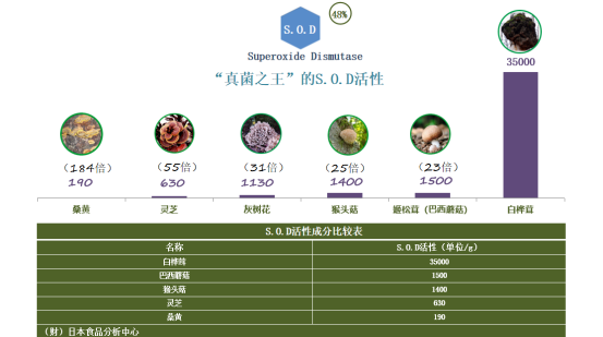 白樺茸的“不老傳說”：如何助力人們保持活力？
