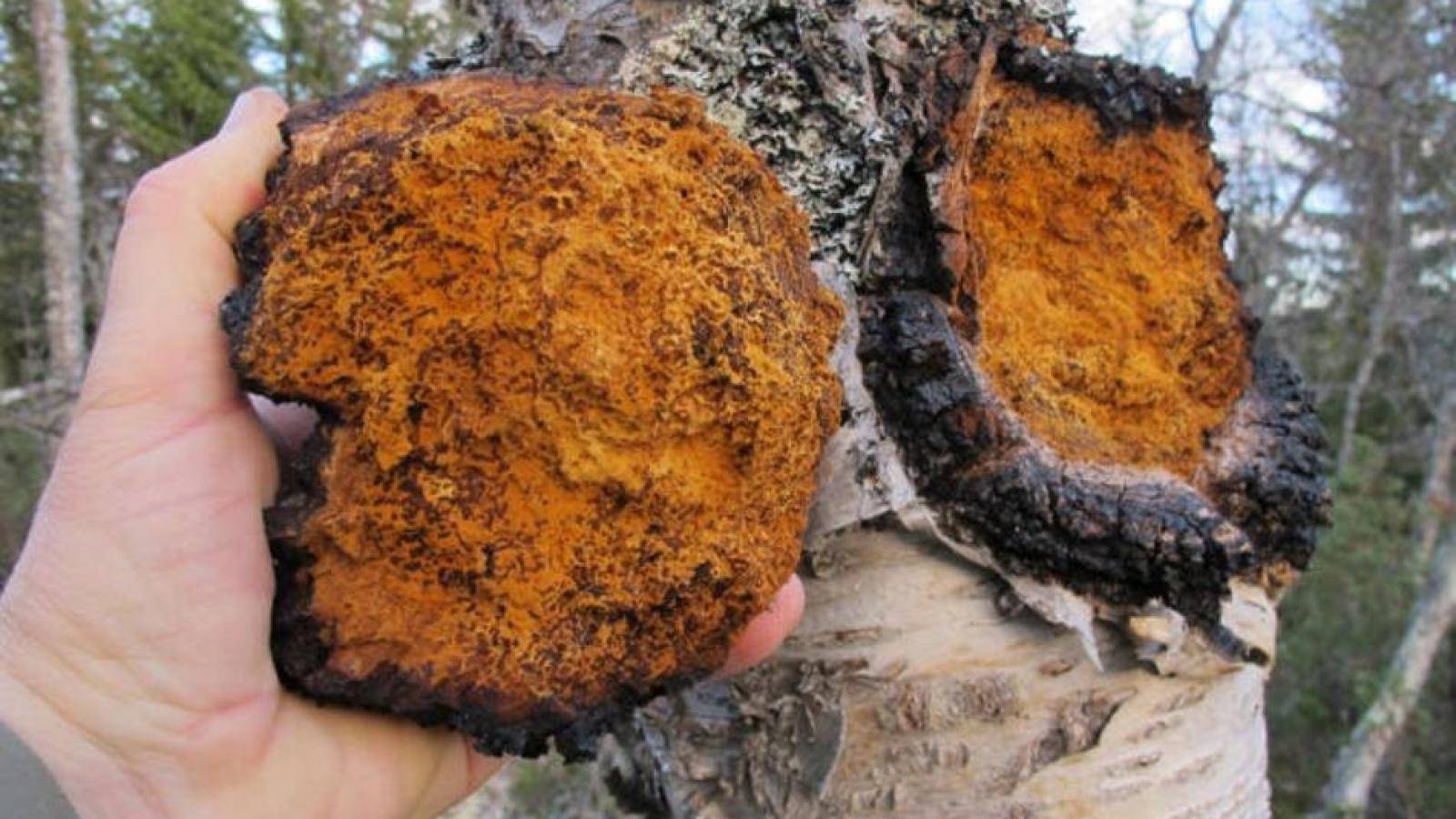 白樺茸：癌癥患者心理調適的自然助手