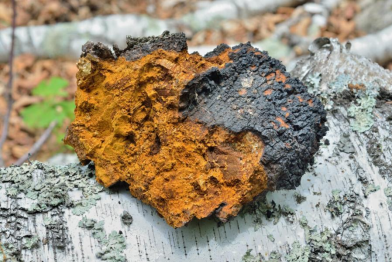 白樺茸：原發性高血壓的自然療法新選擇