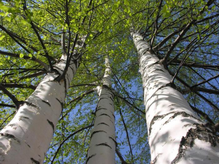 西伯利亞奇跡白樺茸:探尋神秘動植物的獨特魅力 西伯利亞奇跡白樺茸:探尋神秘動植物的獨特魅力