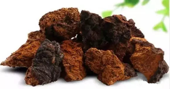 樺樹茸的十大功效:科學驗證的深度剖析 樺樹茸的十大功效:科學驗證的深度剖析