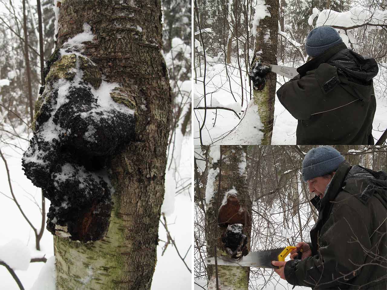 樺樹茸:是否適合所有人群長期食用? 樺樹茸:是否適合所有人群長期食用?