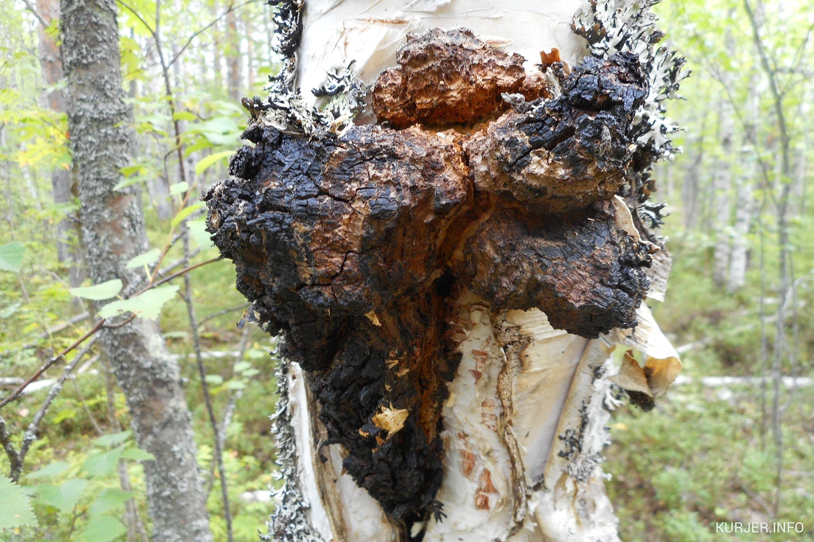 樺樹茸是寒性還是溫性?適合哪些體質人群? 樺樹茸是寒性還是溫性?適合哪些體質人群?