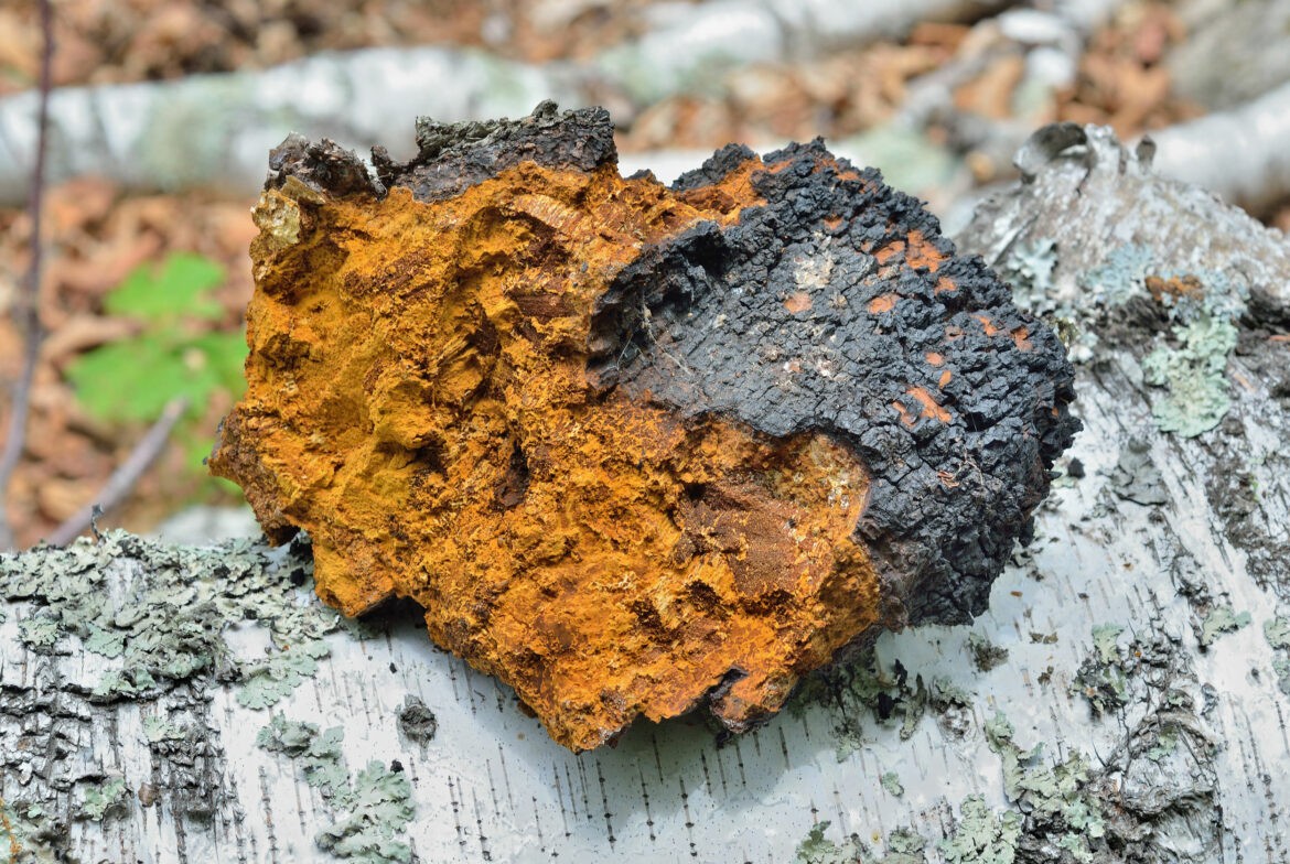 樺褐孔菌 樺褐孔菌