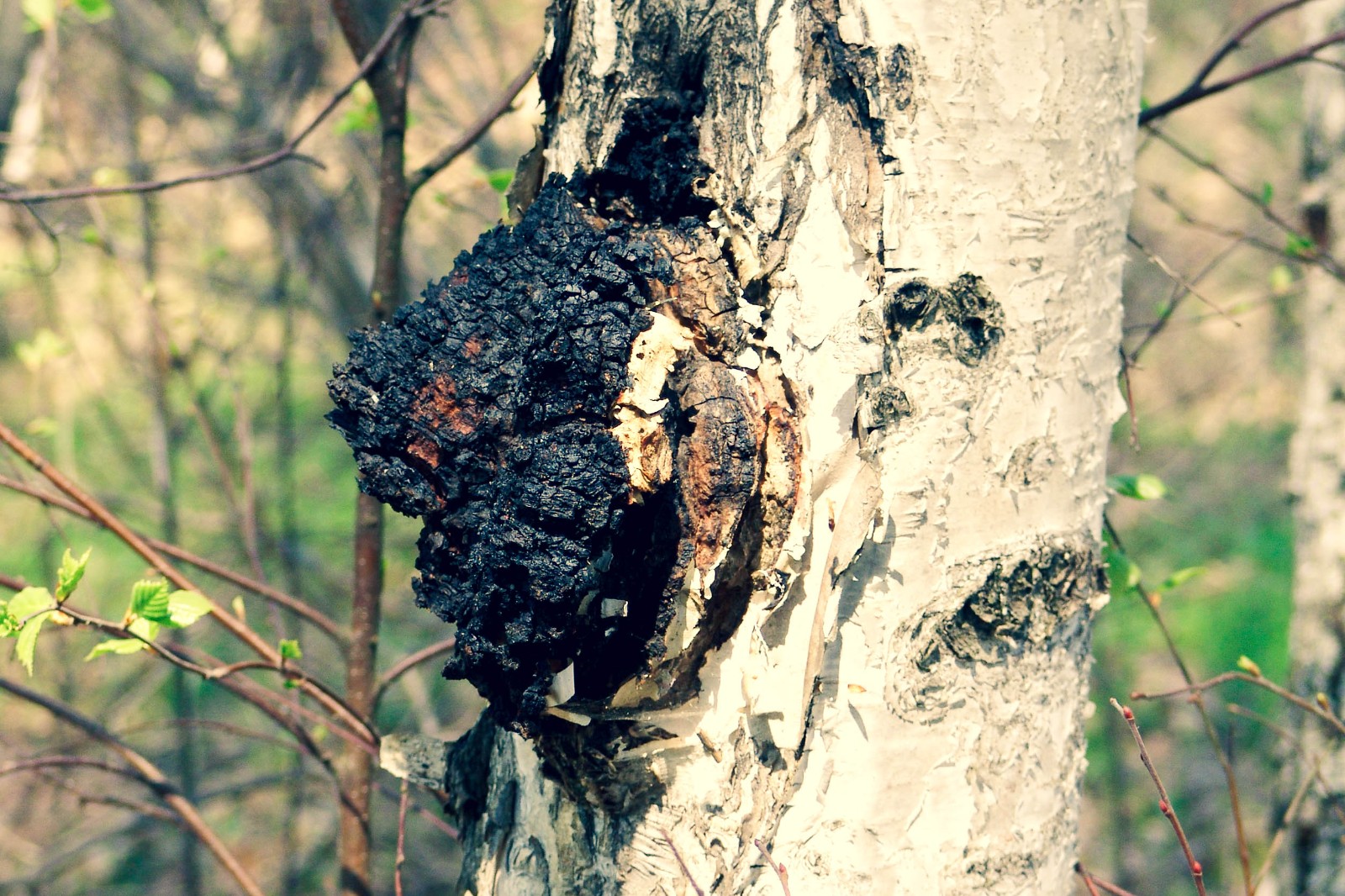 西伯利亞樺樹茸 西伯利亞樺樹茸