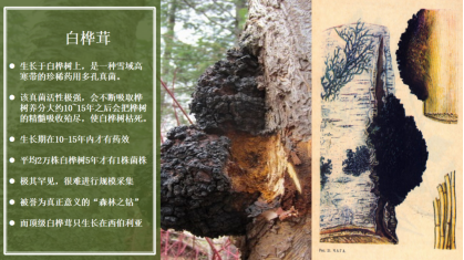 呵護女性健康!深度探析白樺茸與女性腺體健康 呵護女性健康!深度探析白樺茸與女性腺體健康