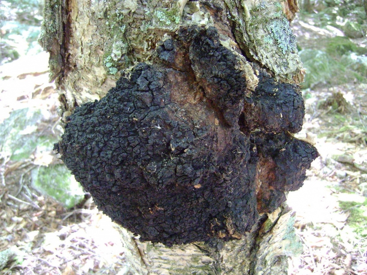 深度解析:天然真菌白樺茸對特定乳腺疾病的輔助作用研究 深度解析:天然真菌白樺茸對特定乳腺疾病的輔助作用研究