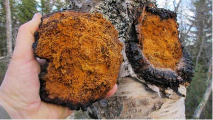 白樺茸的文化基因:從古老智慧到現(xiàn)代產(chǎn)業(yè)的跨界之旅 白樺茸的文化基因:從古老智慧到現(xiàn)代產(chǎn)業(yè)的跨界之旅