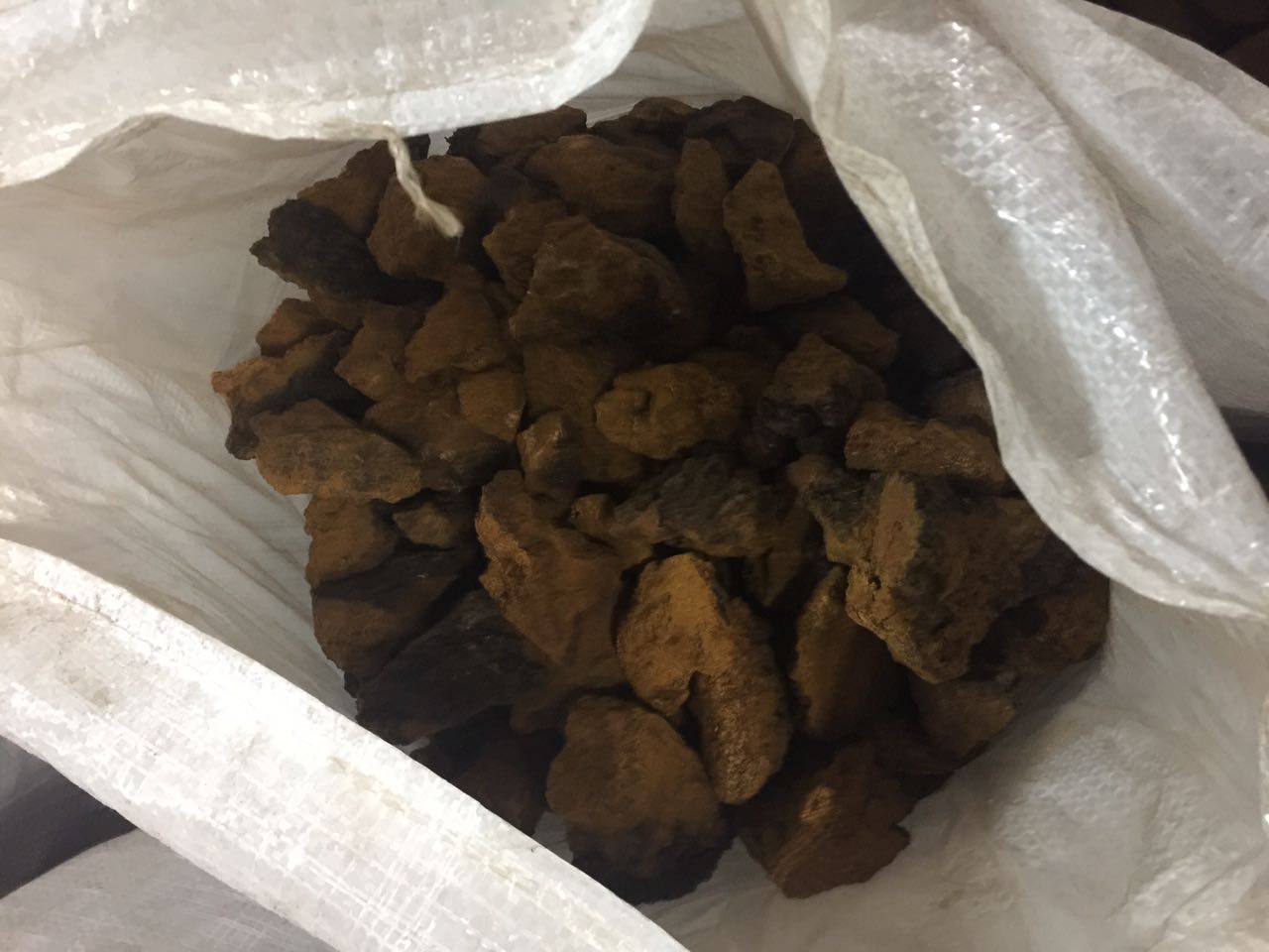 樺樹茸的主治功能:科學驗證與自然智慧的融合 樺樹茸的主治功能:科學驗證與自然智慧的融合