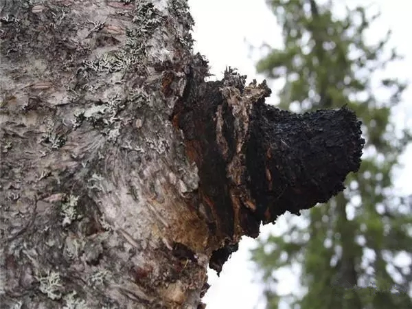 樺樹茸:傳統(tǒng)智慧與現(xiàn)代健康的橋梁——功效與作用闡述 樺樹茸:傳統(tǒng)智慧與現(xiàn)代健康的橋梁——功效與作用闡述