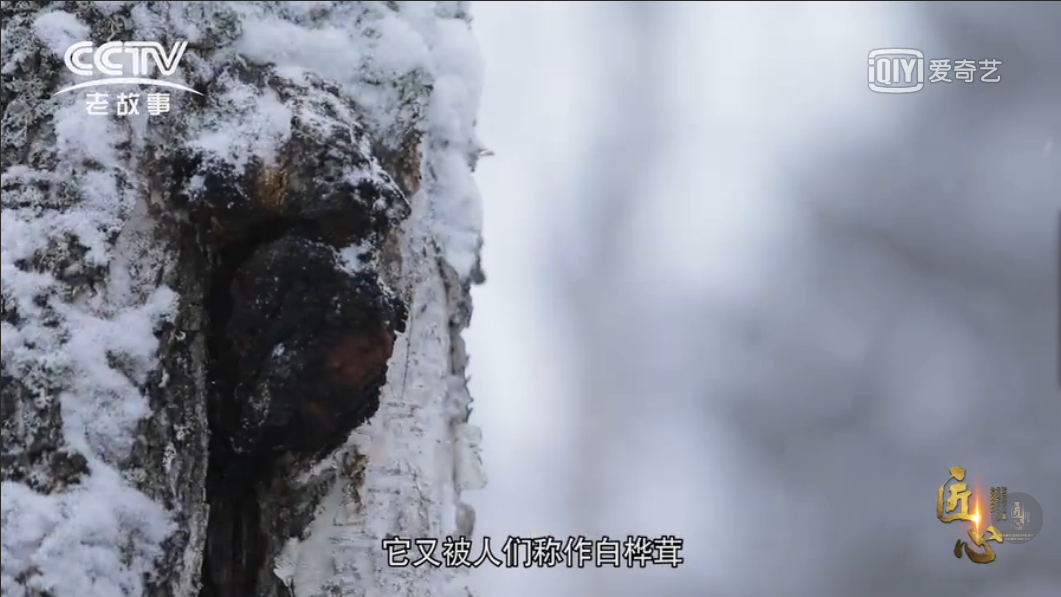 白樺茸的功效、作用及食用方法大揭秘 白樺茸的功效、作用及食用方法大揭秘