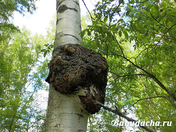 深入了解白樺茸:作用與功效全解析 深入了解白樺茸:作用與功效全解析