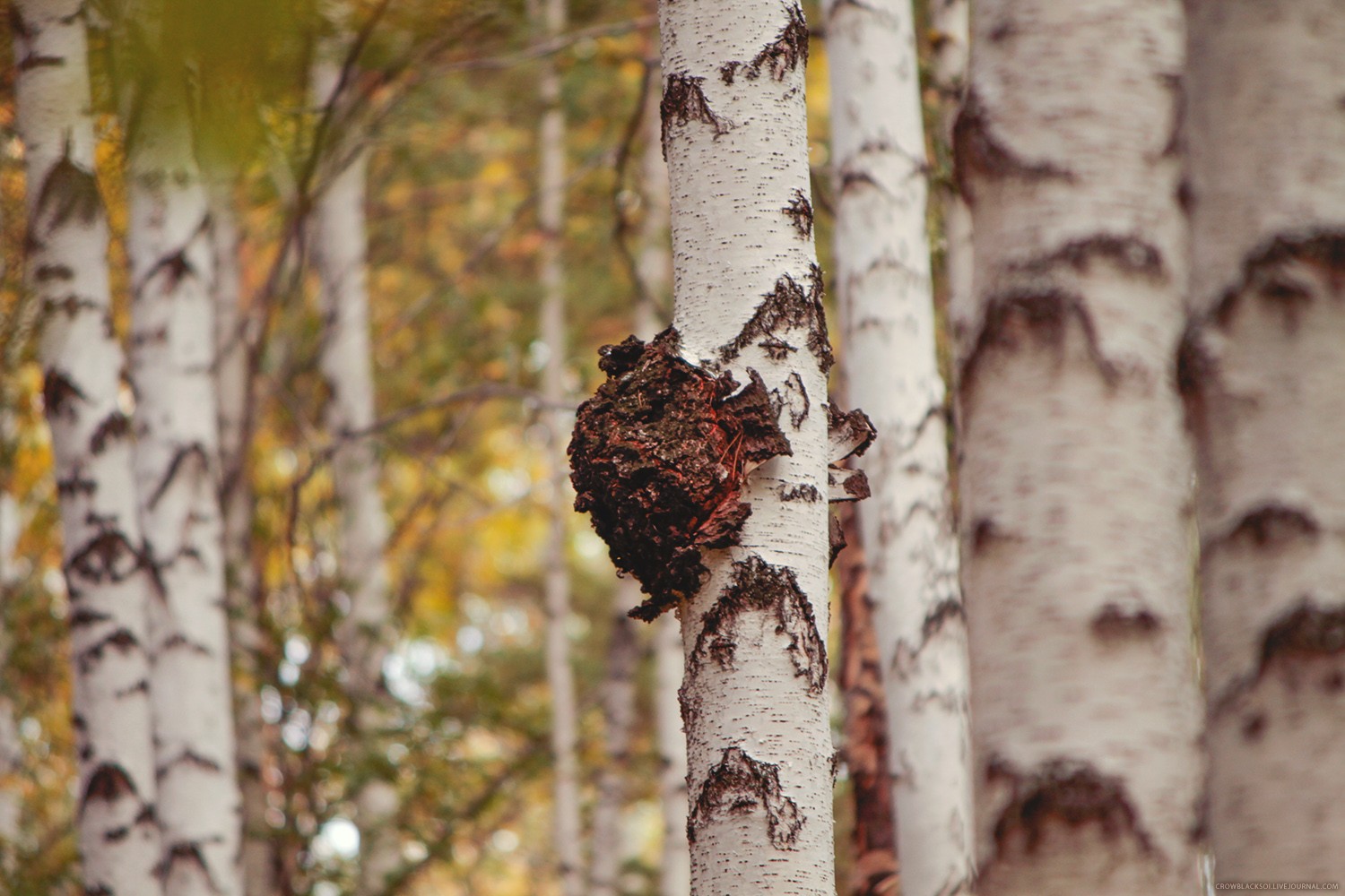 白樺茸:自然饋贈的健康守護者——功效與作用解析 白樺茸:自然饋贈的健康守護者——功效與作用解析