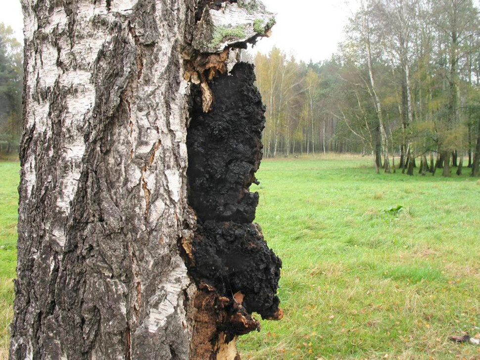 樺樹茸對糖尿患者治愈率的研究與探討 樺樹茸對糖尿患者治愈率的研究與探討