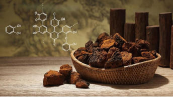 ?“森林鉆石”白樺茸:大自然的神奇饋贈 ?“森林鉆石”白樺茸:大自然的神奇饋贈