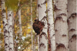健康奇跡白樺茸:這些人群絕不能錯過 健康奇跡白樺茸:這些人群絕不能錯過