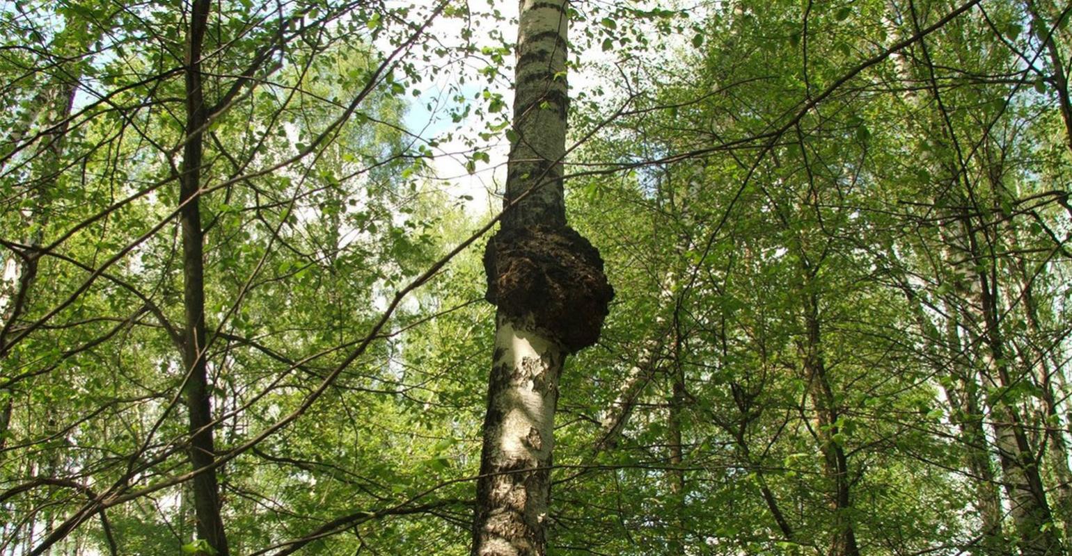 白樺茸與生態(tài)文明:珍稀資源的可持續(xù)利用與保護之路 白樺茸與生態(tài)文明:珍稀資源的可持續(xù)利用與保護之路