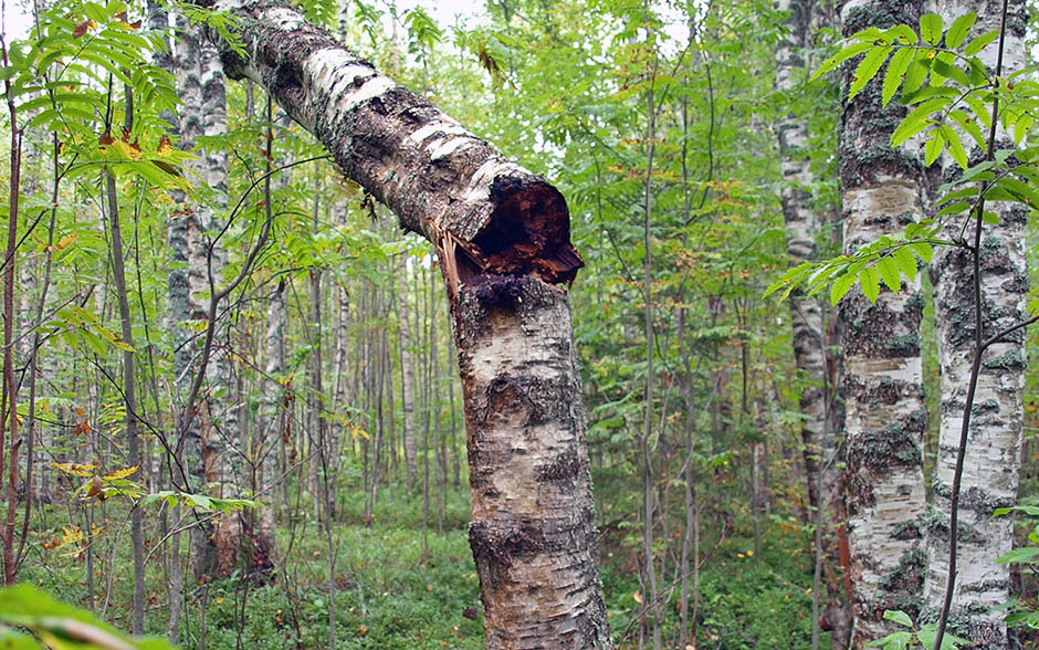 風(fēng)濕到底為何讓人恐懼:白樺茸視角下體現(xiàn)新思路 風(fēng)濕到底為何讓人恐懼:白樺茸視角下體現(xiàn)新思路