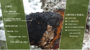 保健品新紀元:探索食用菌的奧秘,迎接真菌多糖養生時代 保健品新紀元:探索食用菌的奧秘,迎接真菌多糖養生時代