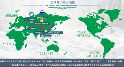 寒地來客:為什么西伯利亞白樺茸被稱為“頂級”? 寒地來客:為什么西伯利亞白樺茸被稱為“頂級”?