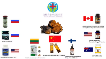 中俄健康合作新篇章:白樺茸如何成為“一帶一路”的健康使者? 中俄健康合作新篇章:白樺茸如何成為“一帶一路”的健康使者?