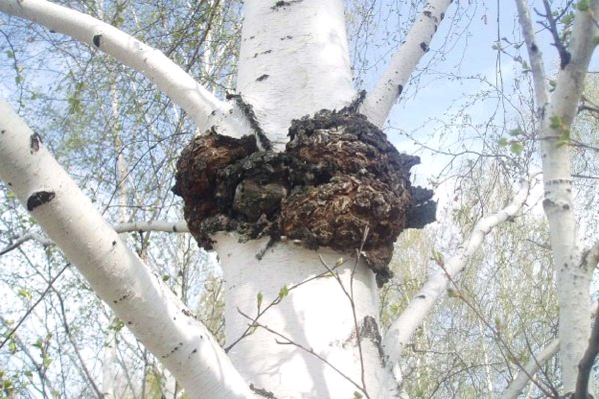 樺樹茸的嘌呤含量高嗎?高尿酸人群能否食用? 樺樹茸的嘌呤含量高嗎?高尿酸人群能否食用?