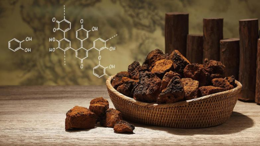 [廣東白樺茸公司]智慧之選：白樺茸如何助力大腦活力與認知功能