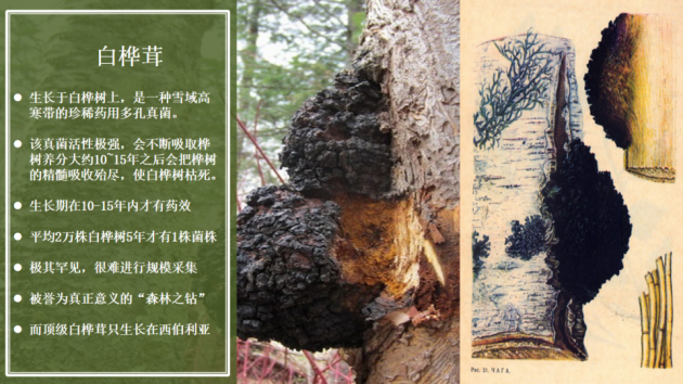 [廣州白樺茸廠家]綠色能量源：白樺茸如何為身體提供持久活力