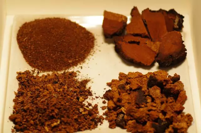 白樺茸與四季養生：不同時節的獨特滋養之道